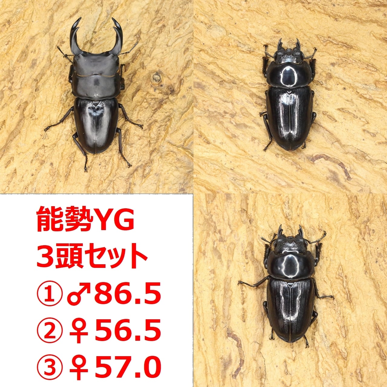 オオクワガタ譲ります ROCKET SHOP【オオクワガタ販売】