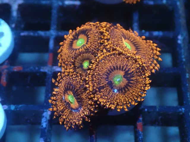 JakartaZoa BigPolyp 8