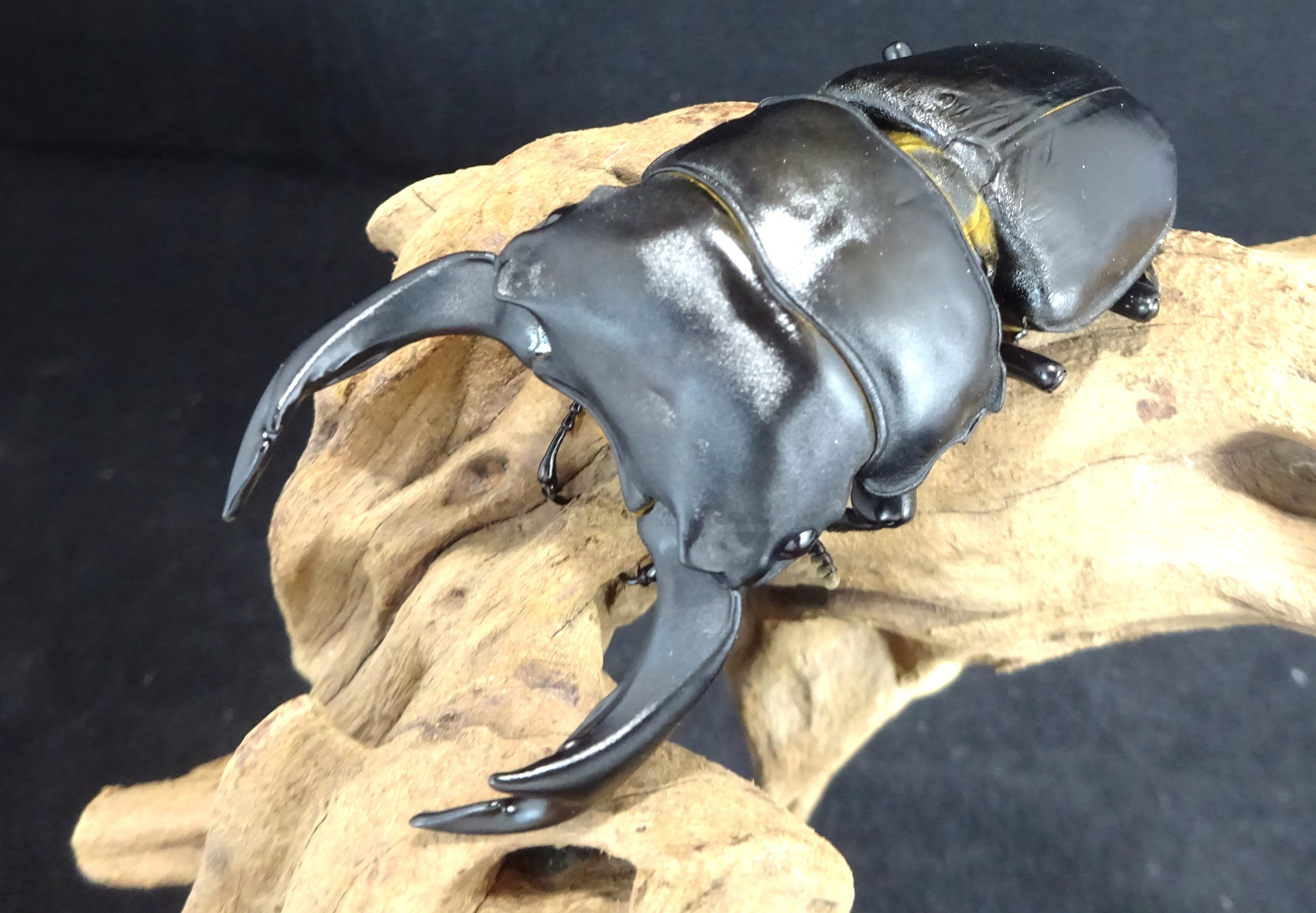 Ｚ★能勢YG866★国産オオクワガタ幼虫★４ライン(計１９頭)初令幼虫★ 能勢YG2024年度ブリードライン : ひろパパ BreedingJournal