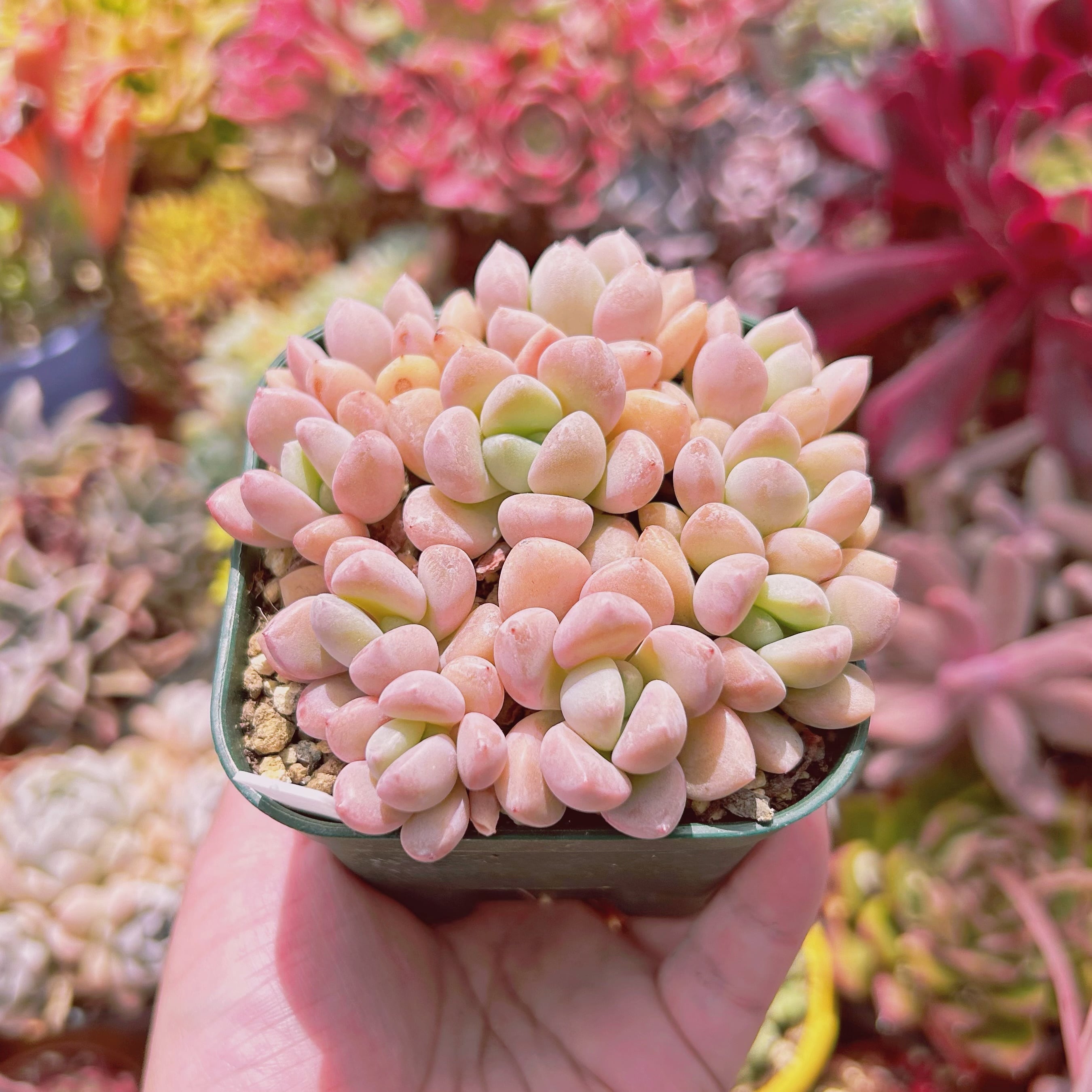 現物 多肉植物 白鷺 抜き苗 | るる農園~多肉植物専門 現物 多肉植物 白鷺 抜き苗 | るる農園~多肉植物専門