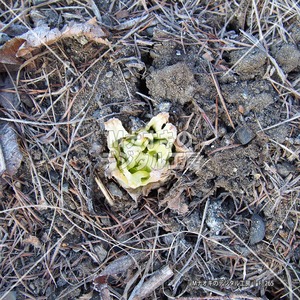 フキノトウの出芽 【F_265】 Sprouting of butterbur scapes