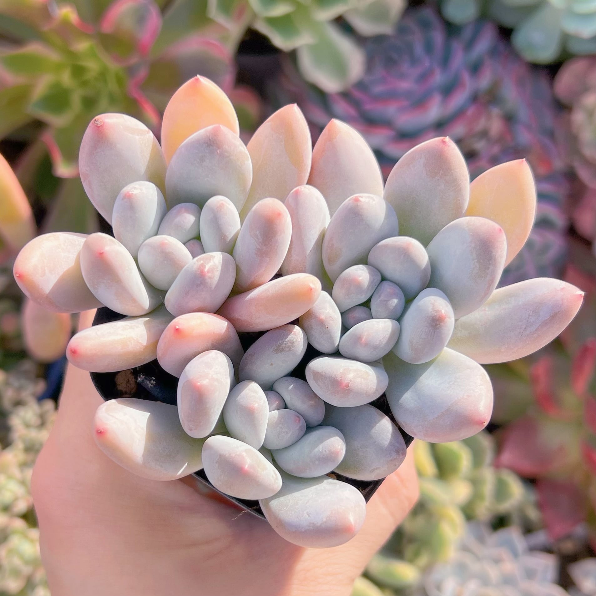 現品　香水#A14   群生　るる農園