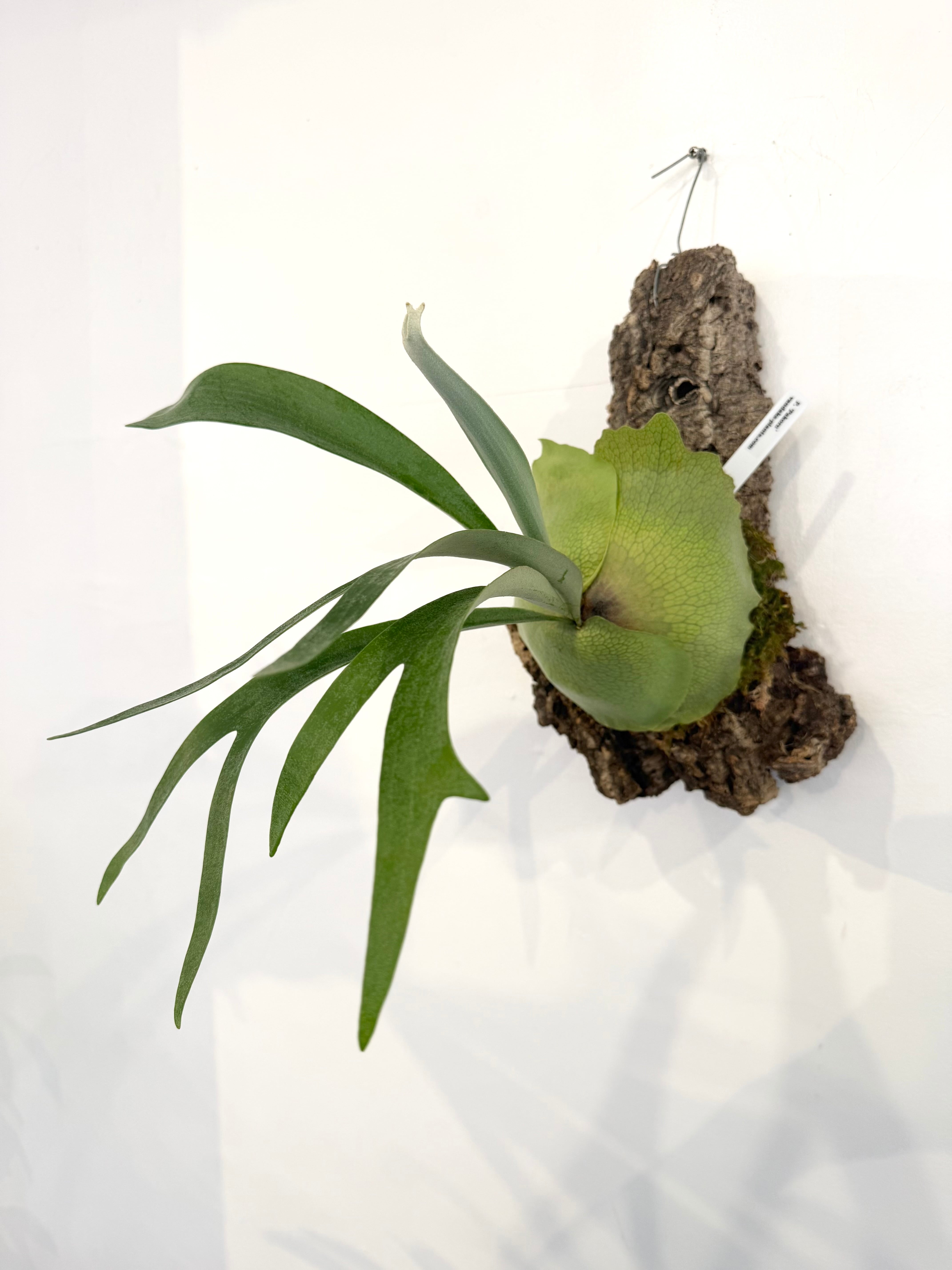 a) P. 'Pakorn' ビカクシダ 'パコーン' | vandaka plants