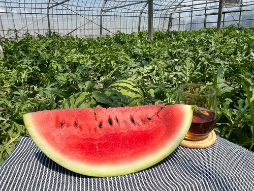 【糖度保証】シャリ感抜群！スイカの定番「祭りばやし」　 画像