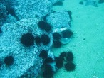 【最高品質】由良の黒ウニ/淡路島/本州ウニの最高峰/35g前後【並】【小箱】【川勝ブランド】