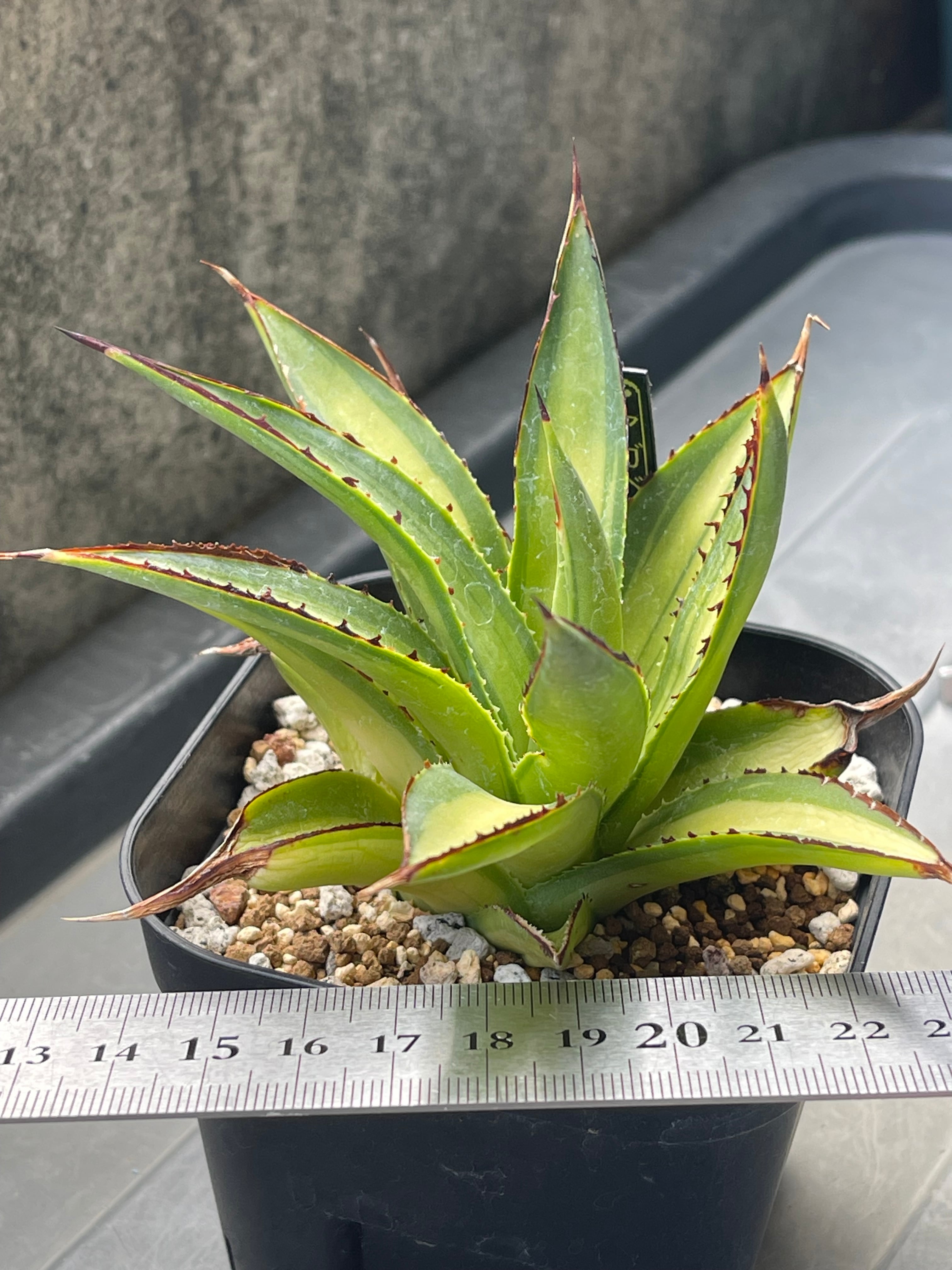 LicencePlants LicencePlants