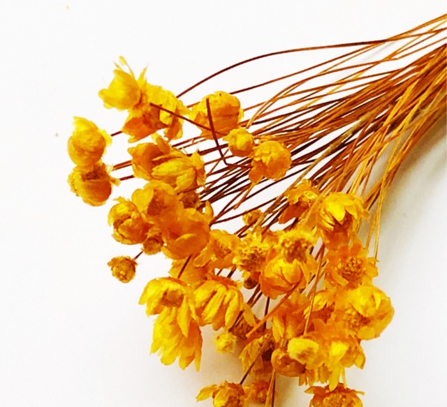 シェア花材☆マルセラドライ・オレンジ