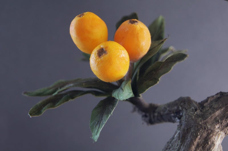 盆栽 ビワ Loquat Bonsai #101 | Oh! BONSAI