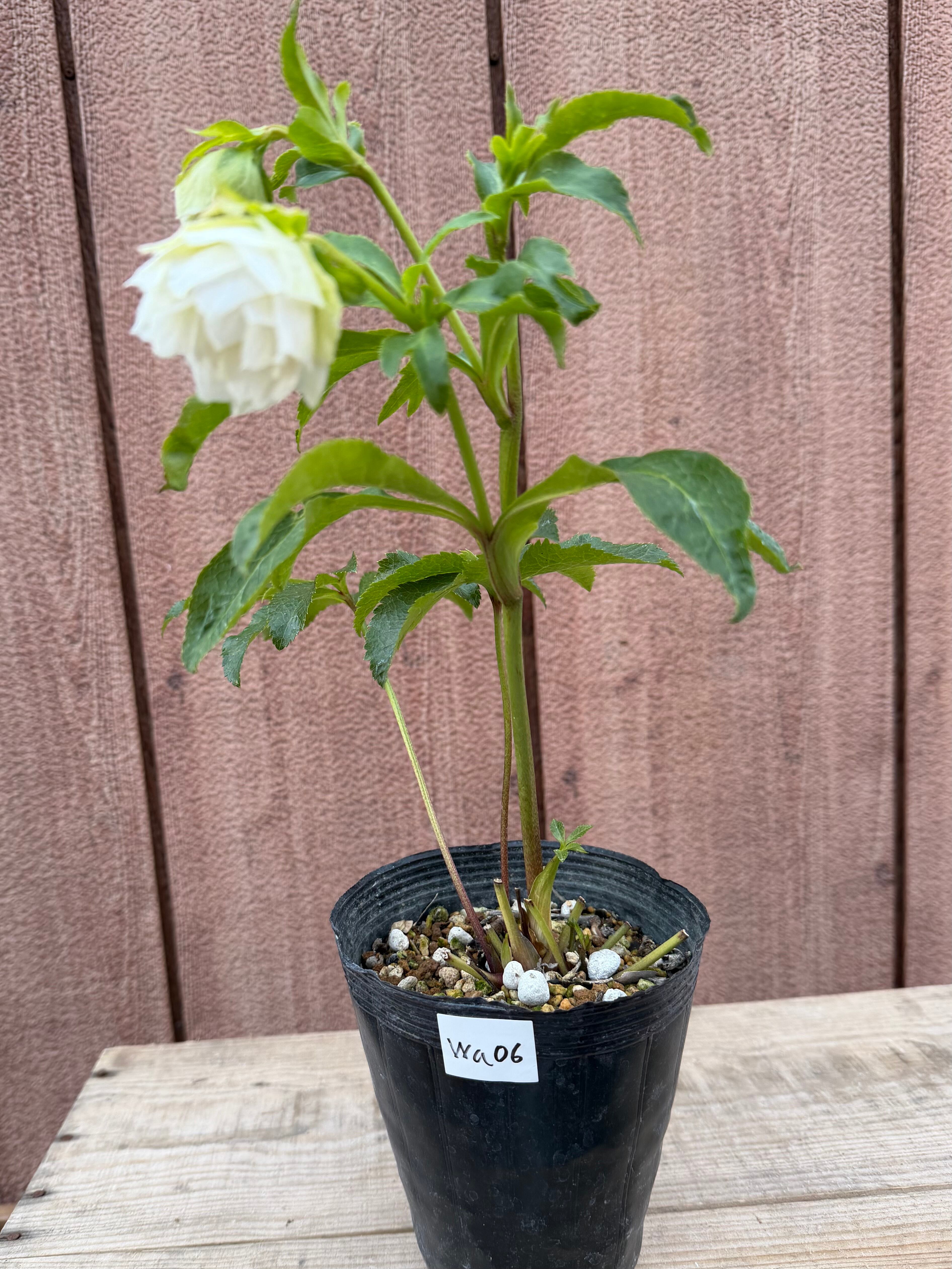 ヒデコート系ダブル白 若泉ファーム クリスマスローズ【Wa06】送料無料