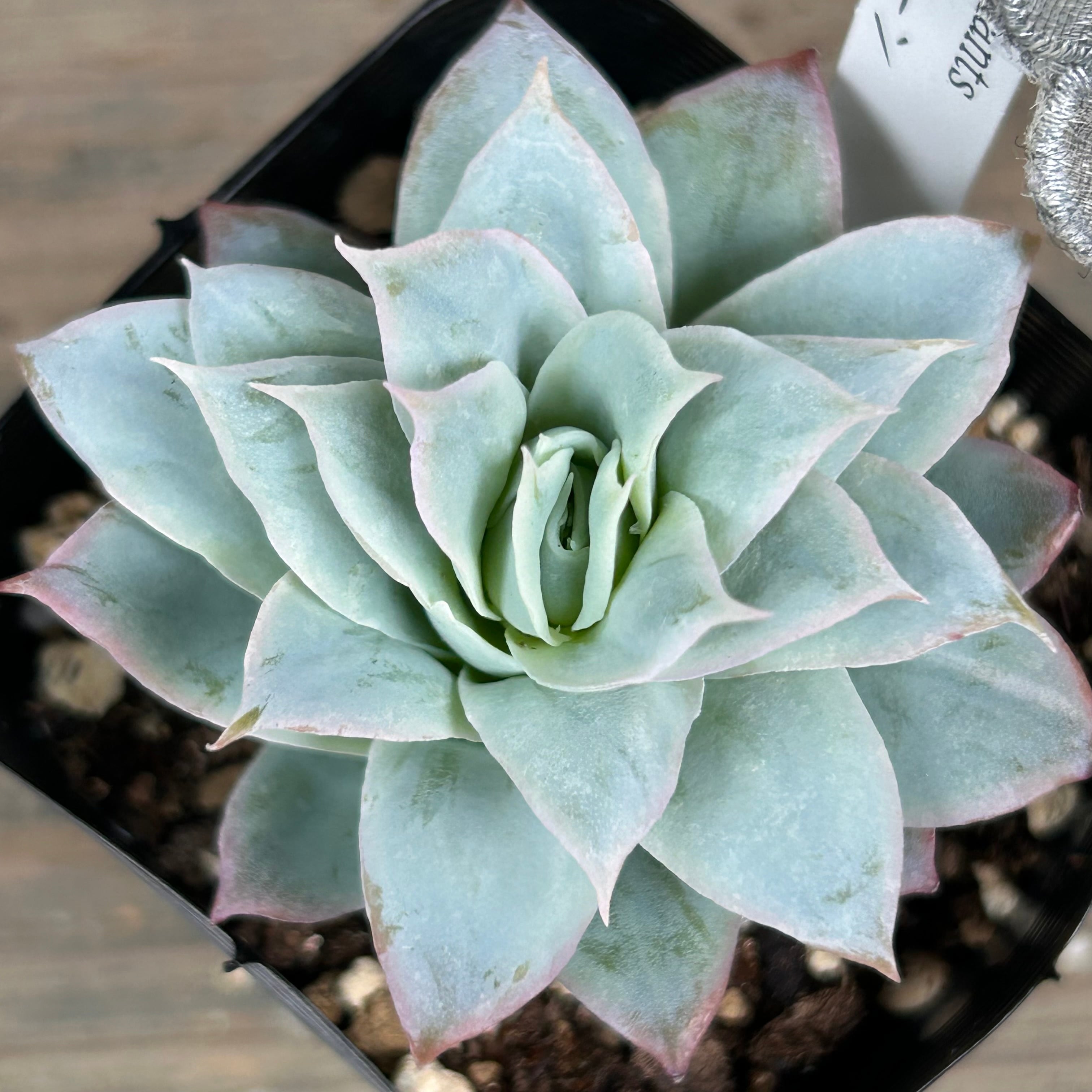 ローズクィーン(匠園芸 | RuPo 多肉植物専門店