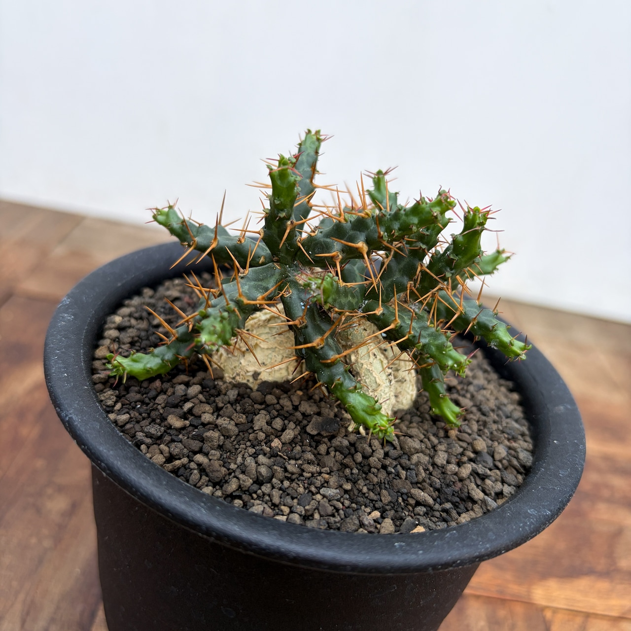 Euphorbia stellata ssp. micracantha【ユーフォルビア・ミクラカンサ】