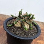 Euphorbia stellata ssp. micracantha【ユーフォルビア・ミクラカンサ】