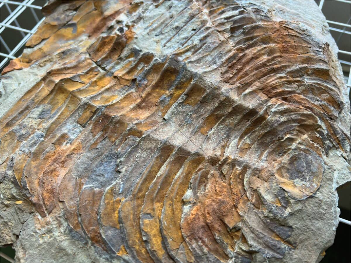 カイノプス　Kainops　三葉虫　化石　アメリア　オクラホマ州 産 カイノプス Kainops 三葉虫 化石 アメリア オクラホマ州 産 自由