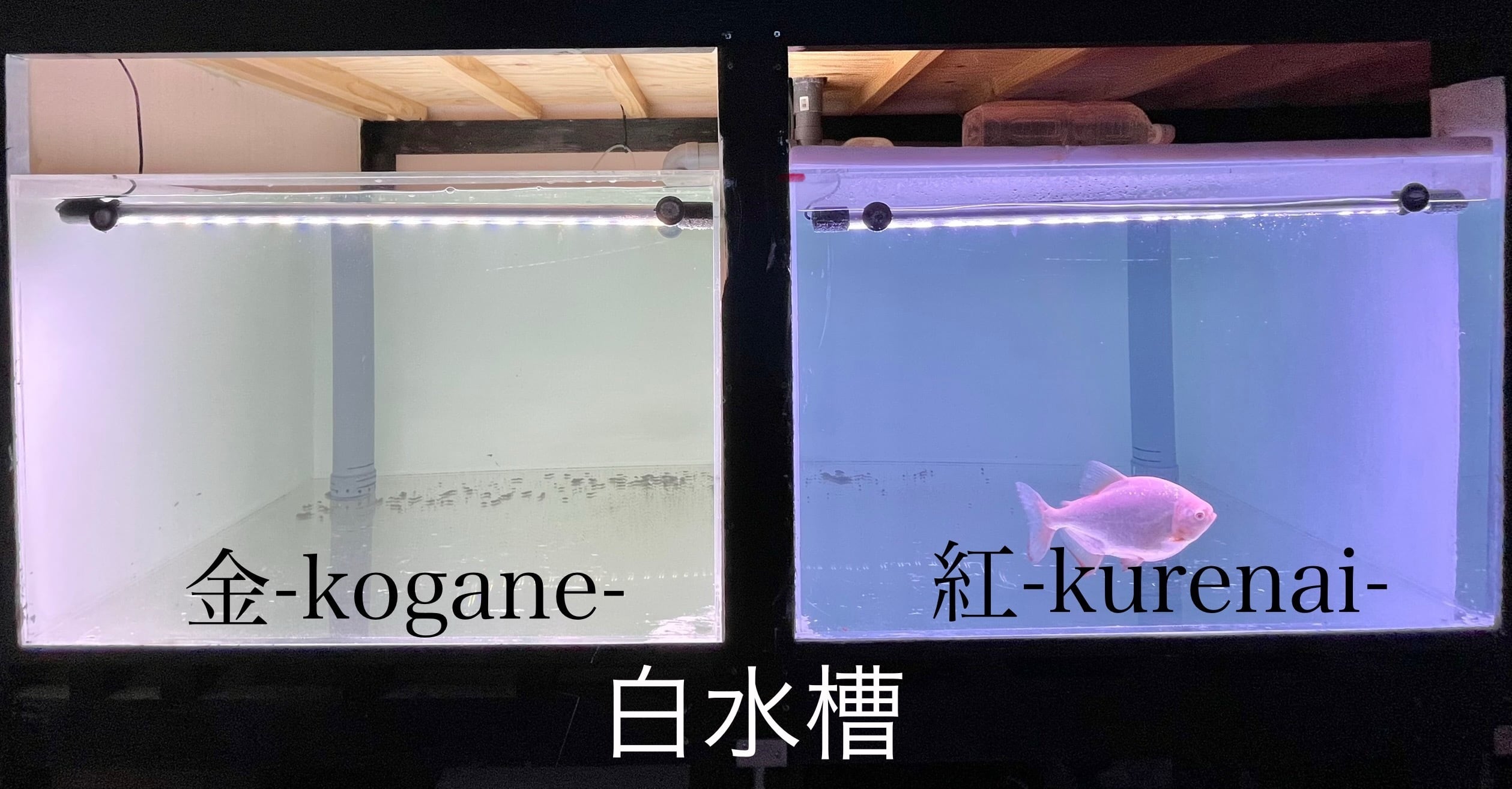 82センチ】ブンキャオ 水中ライト ver.紅-kurenai- アジアアロワナ 紅