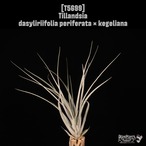 【reserved】dasyliriifolia periferata × kegeliana〔エアプランツ〕現品発送T5699