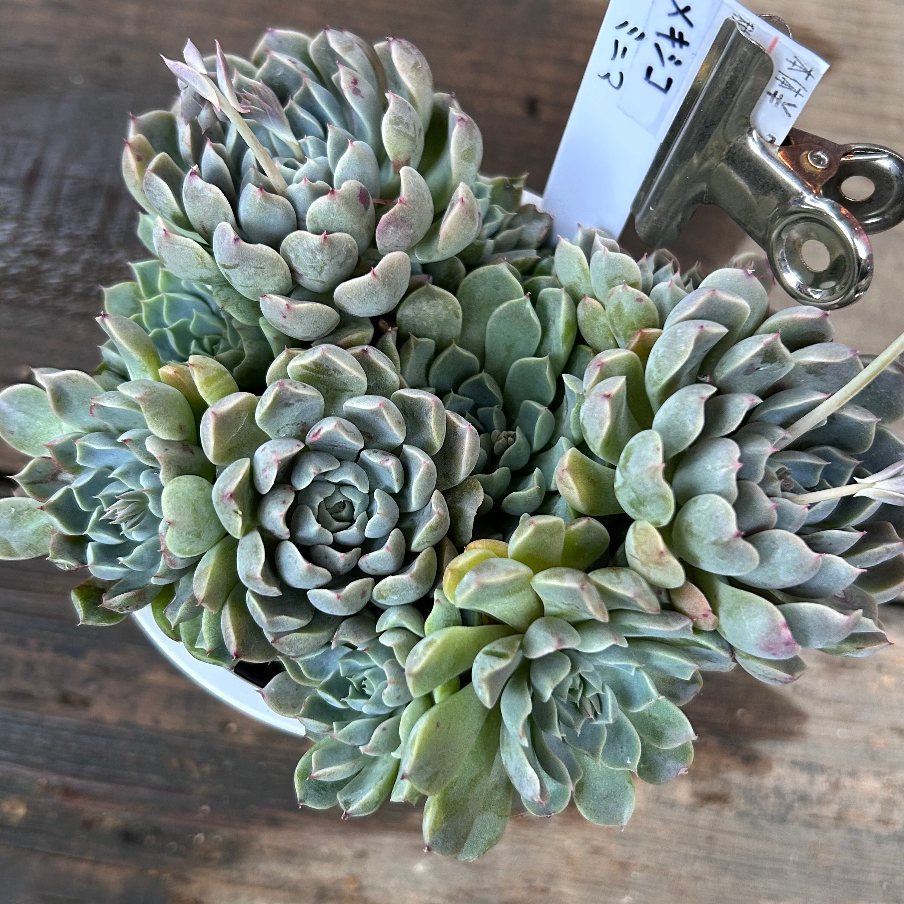メキシコミニマ | RuPo 多肉植物専門店