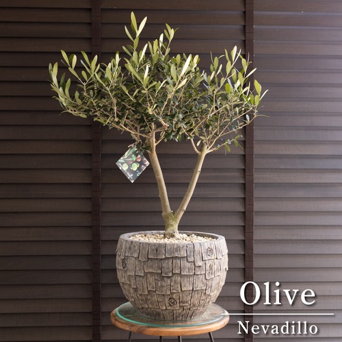 創樹 オリーブの木 SOUJU Y字幹太 Nevadillo blanco ネバディロブランコ 9号 陶器鉢 オリーブ 1231BR
