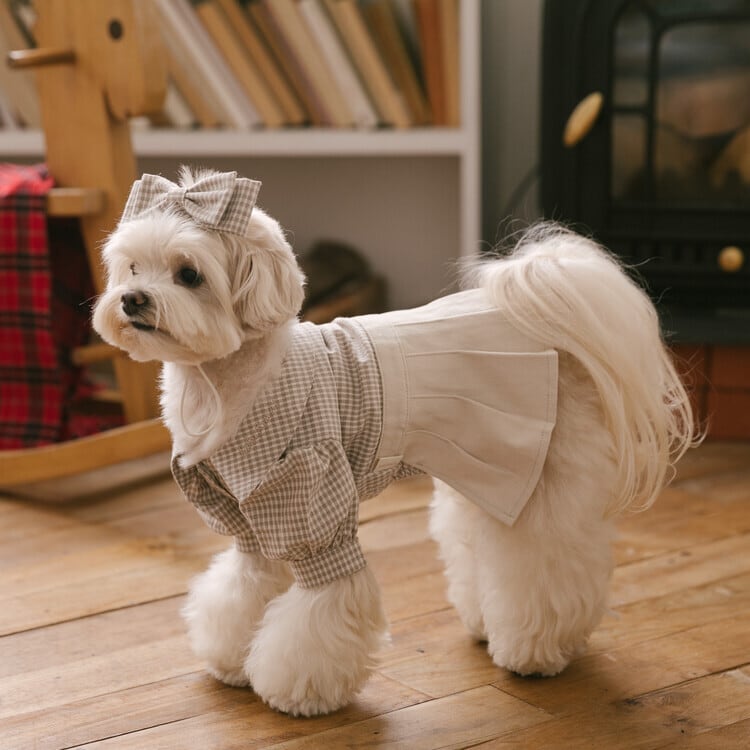Chien Chérie