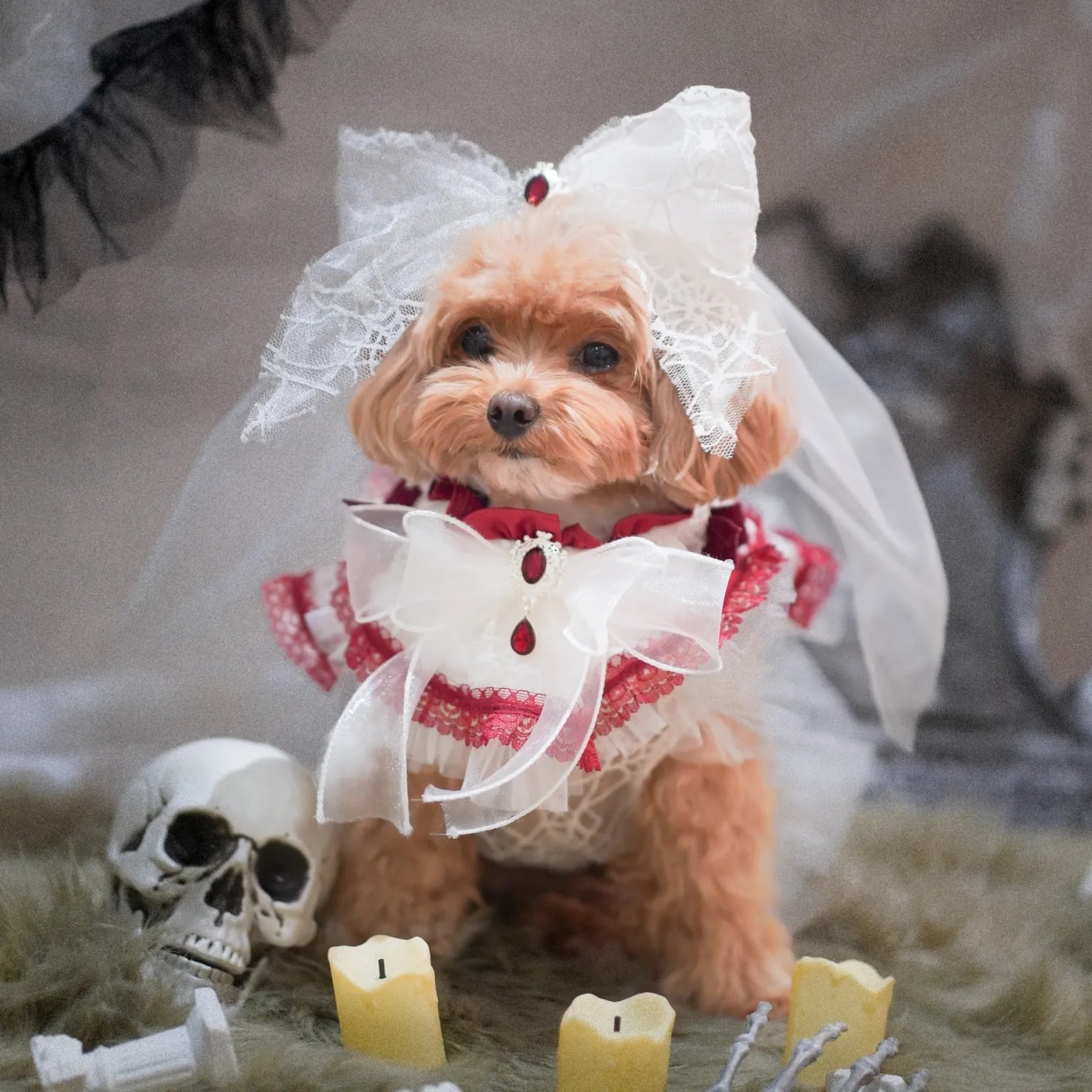 Haunted Castle – Bloody Web Pet Cape〈XS,Sサイズ〉