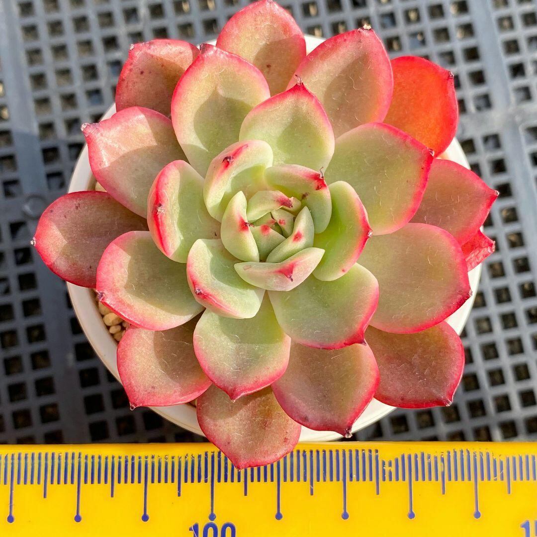 スターボス錦 カット苗 多肉植物 エケベリア 美苗 | magenta 