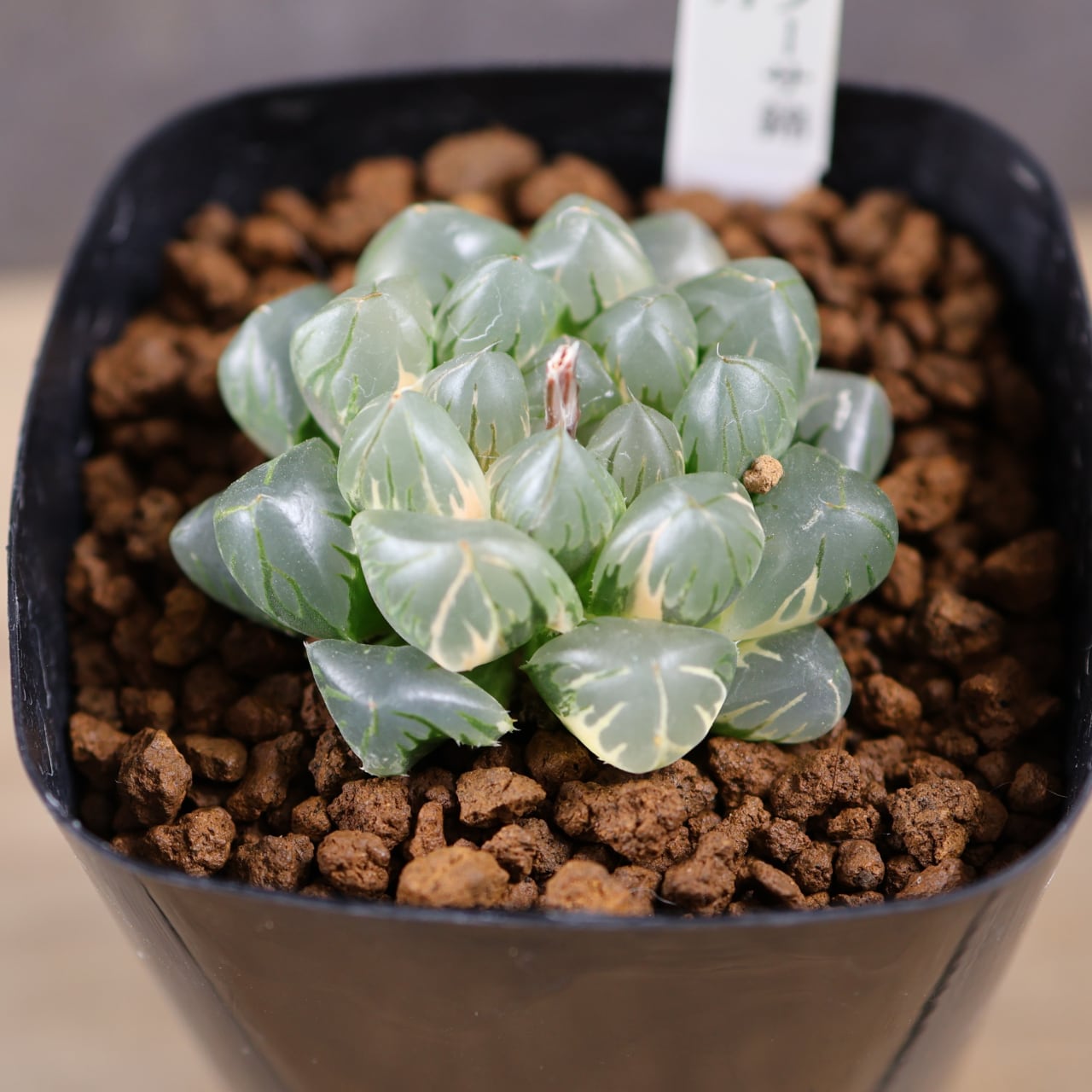 ち*肉様 多肉植物 ハオルチア　オブツーサ錦 水中月錦 糊斑 超美品 25株 640『ハオルチア オブツーサ錦 水中月』観葉植物【送料無料】 | MARX
