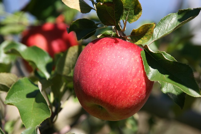 シナノスイート ご家庭用 約5kg