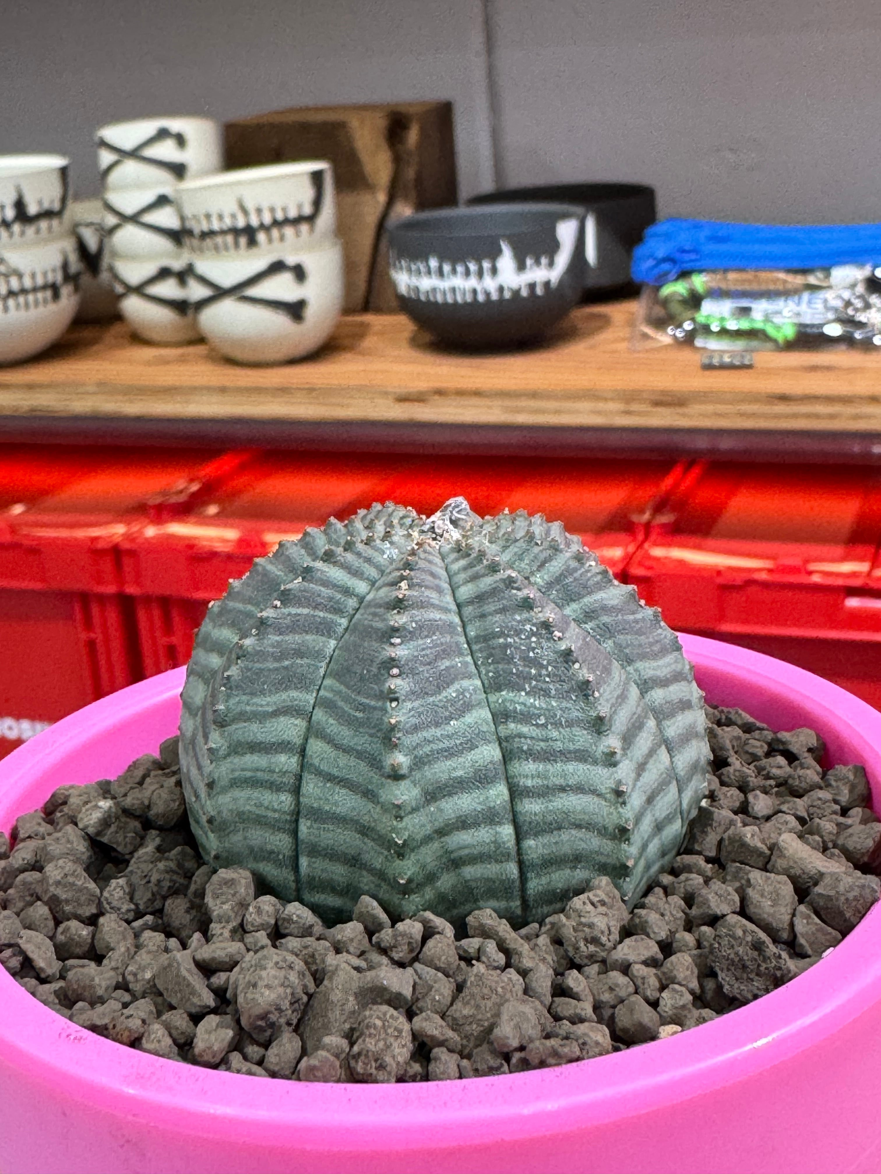 新着】Euphorbia Obesa【まん丸可愛い塊根】ユーフォルビア オベサ