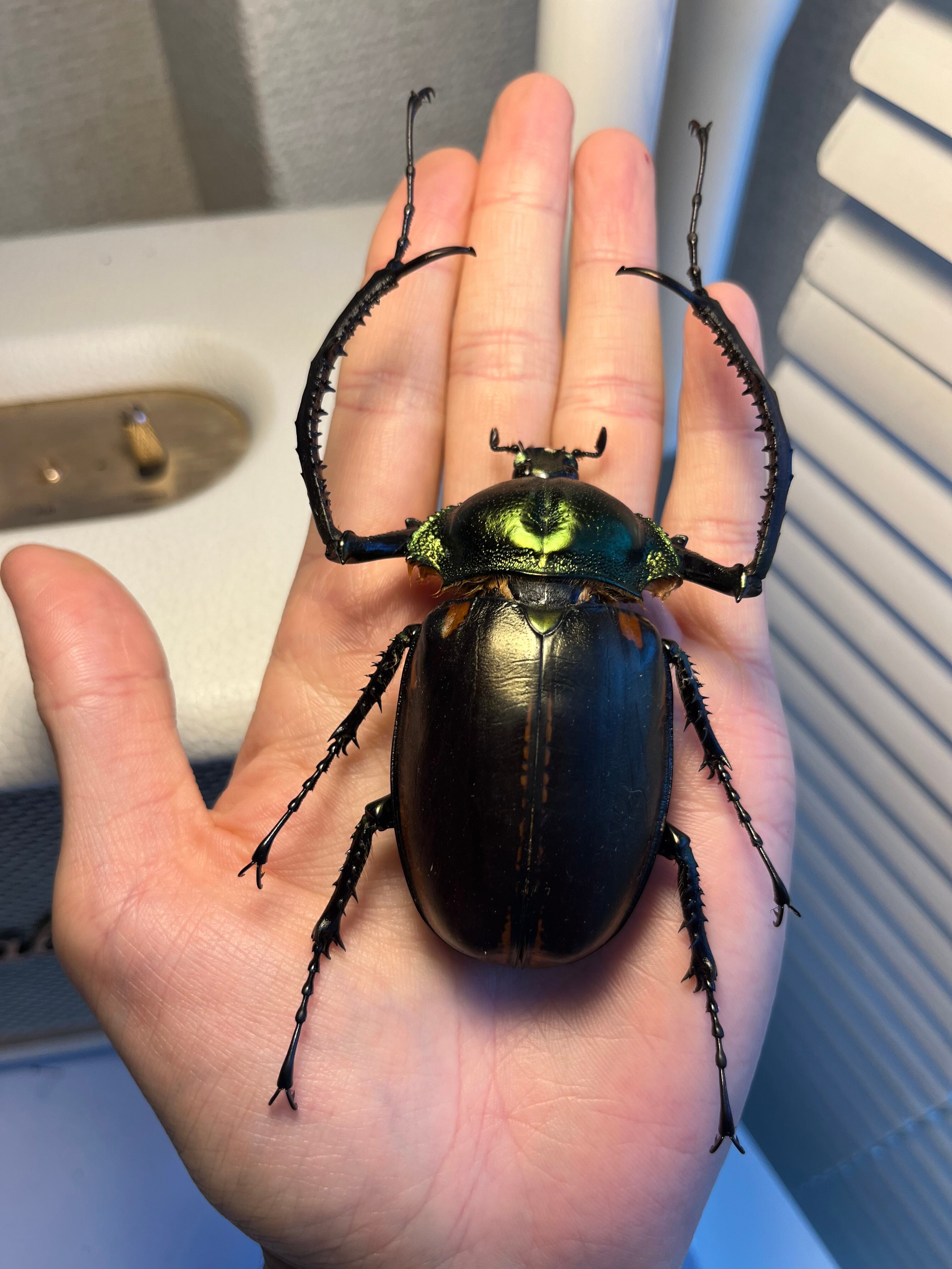 73mm】ヤンソニーテナガコガネ カメムシサシガメ甲虫昆虫標本ハムシ