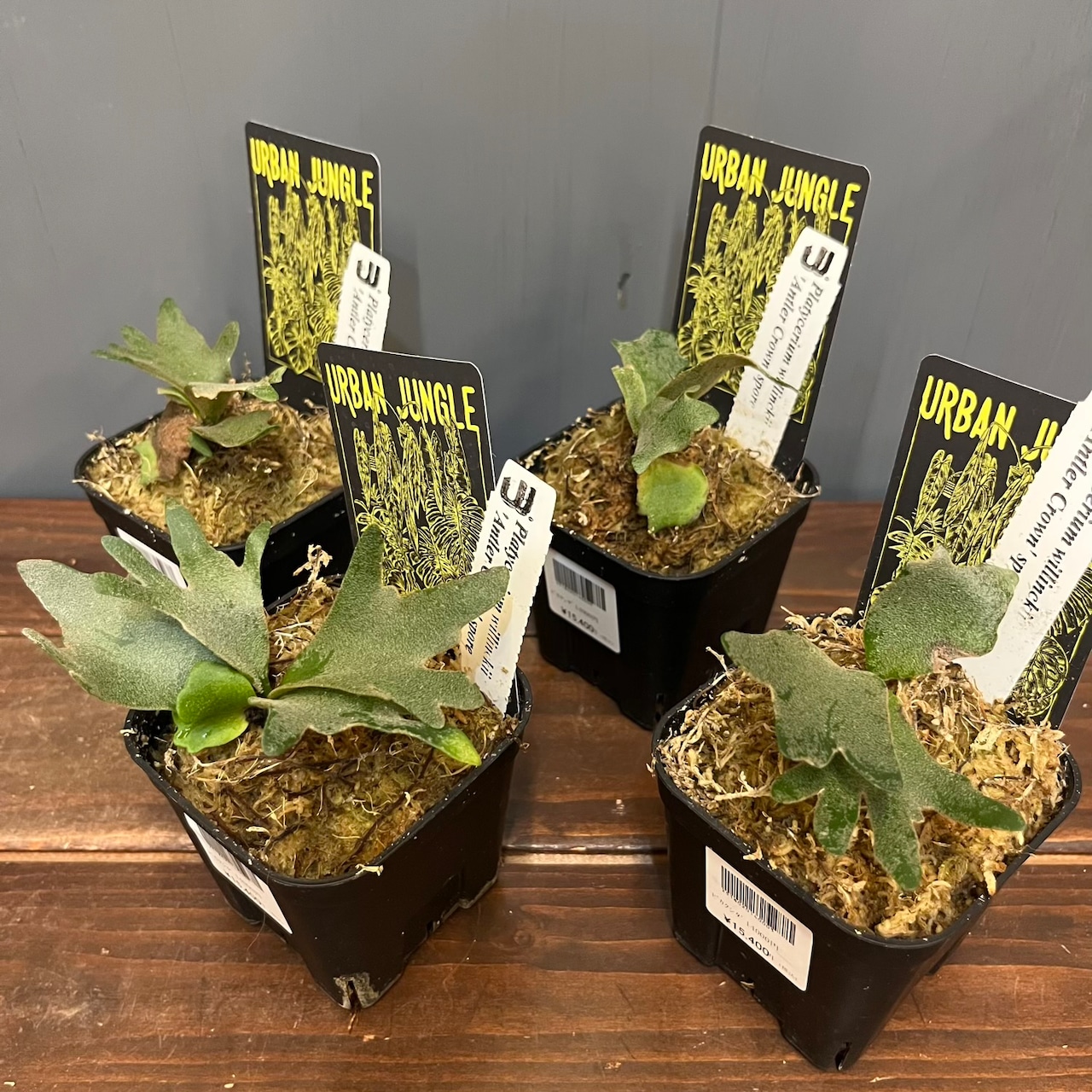【秋の植え替えフェア対象】【セット】ビカクシダ　ウィリンキー　アントラークラウン