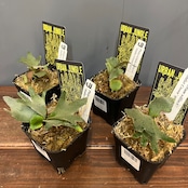 【秋の植え替えフェア対象】【セット】ビカクシダ　ウィリンキー　アントラークラウン
