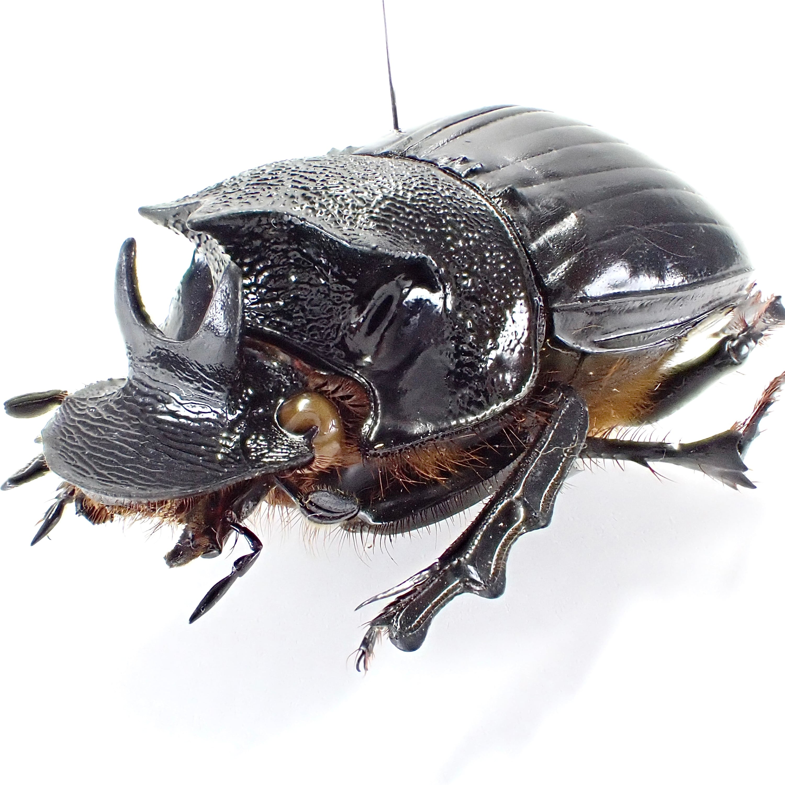 カメルーン産 Heliocopris eryx ♂♀ 39mm/39mm | 昆虫標本 Diggers