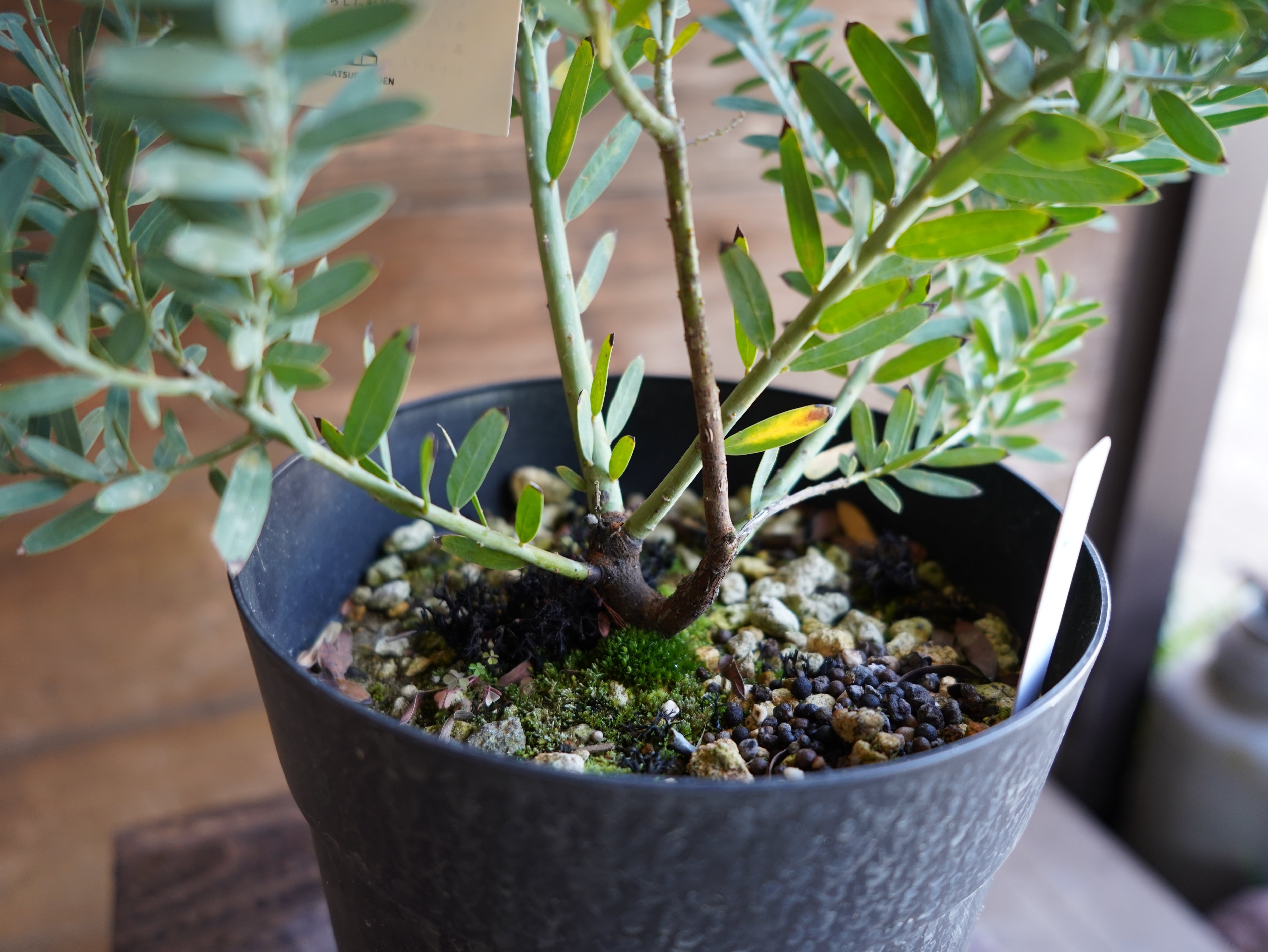 【現物】アカシア　”ブルーブッシュ”　C