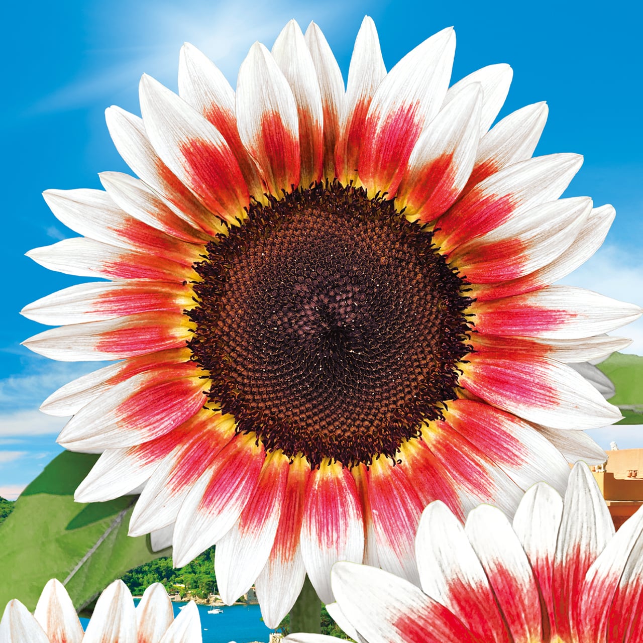 虹色ホワイトひまわり プロカットプラム | ハッピーワールドガーデン