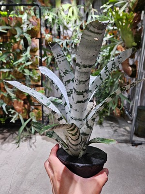 Aechmea  chantinii  Black Select A1【artPLANTs/PLANTS GARAGE 】エクメア/タンクブロメリア