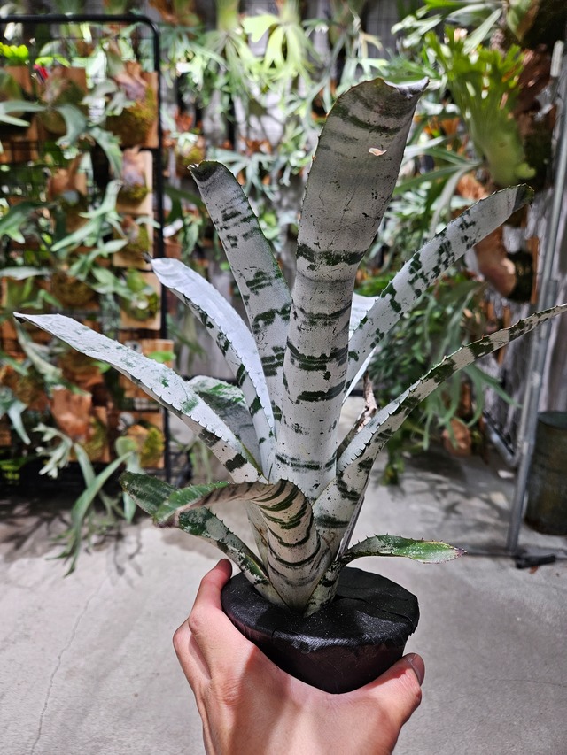 Aechmea  chantinii  Black Select A1【artPLANTs/PLANTS GARAGE 】エクメア/タンクブロメリア