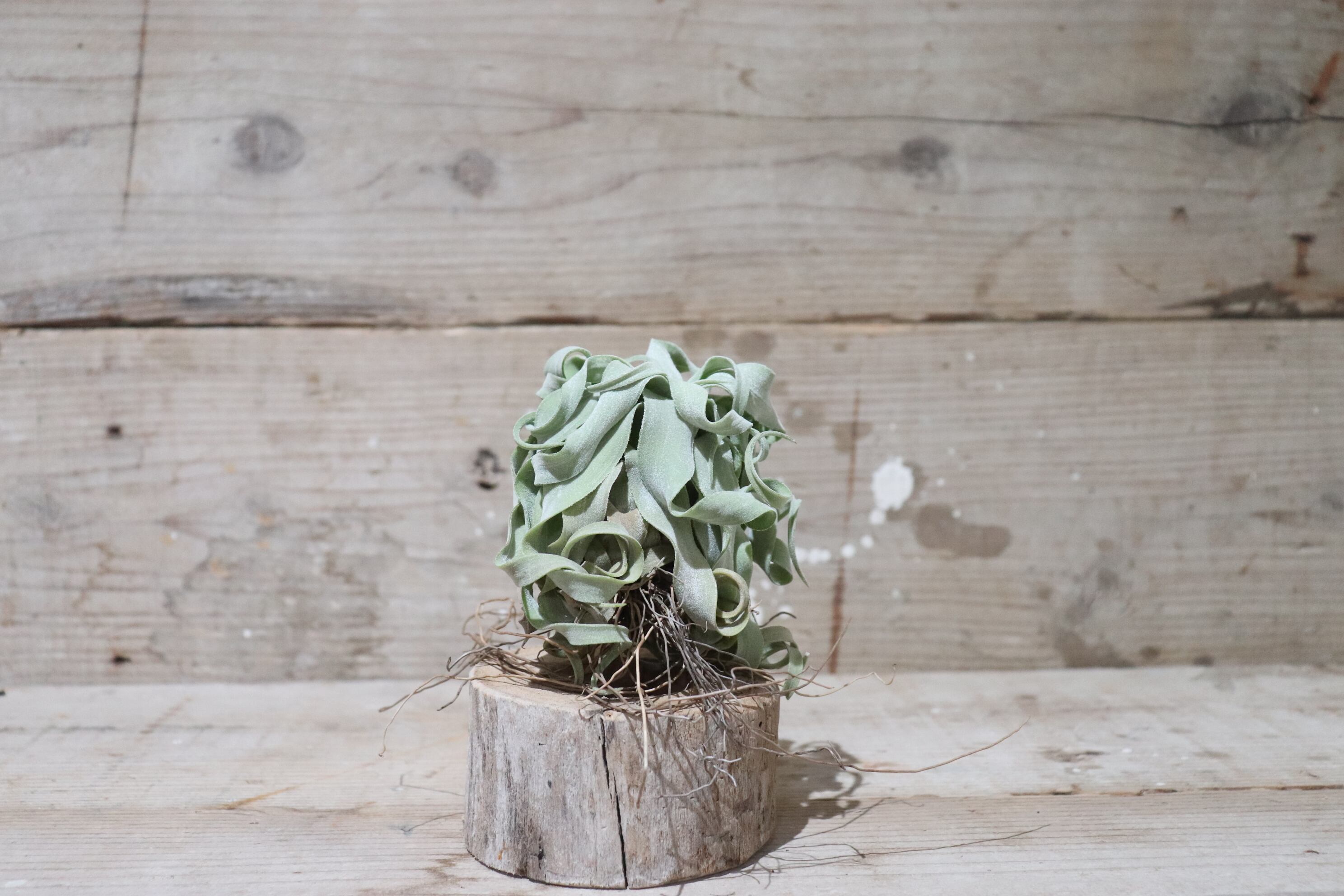 送料無料】ストレプトフィラ L〔エアプランツ〕現品発送T1884 | plane