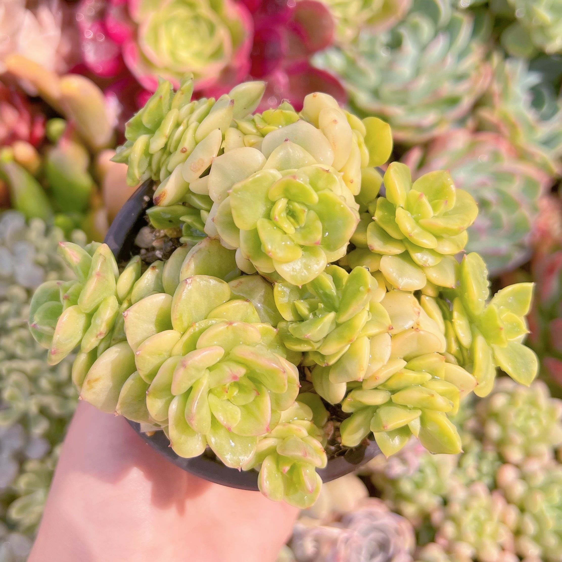 現品　ヌダ錦#1175　るる農園