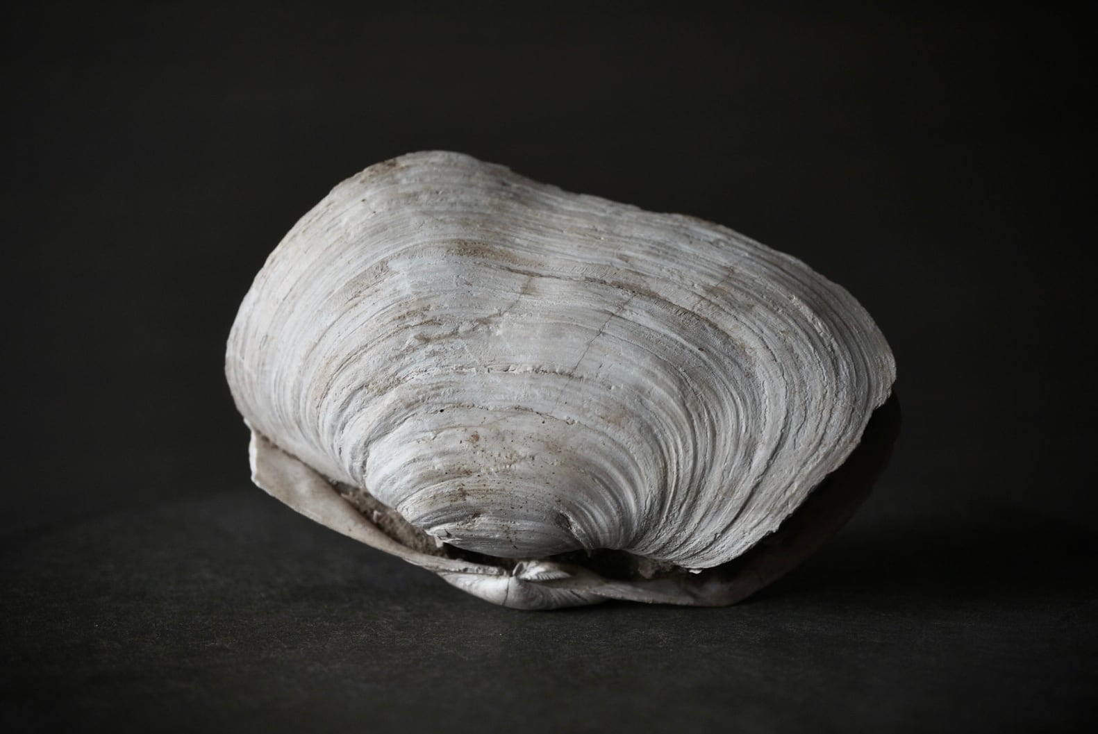 モロッコ産三葉虫化石エンロール(防御姿勢) Trilobite Phacops sp