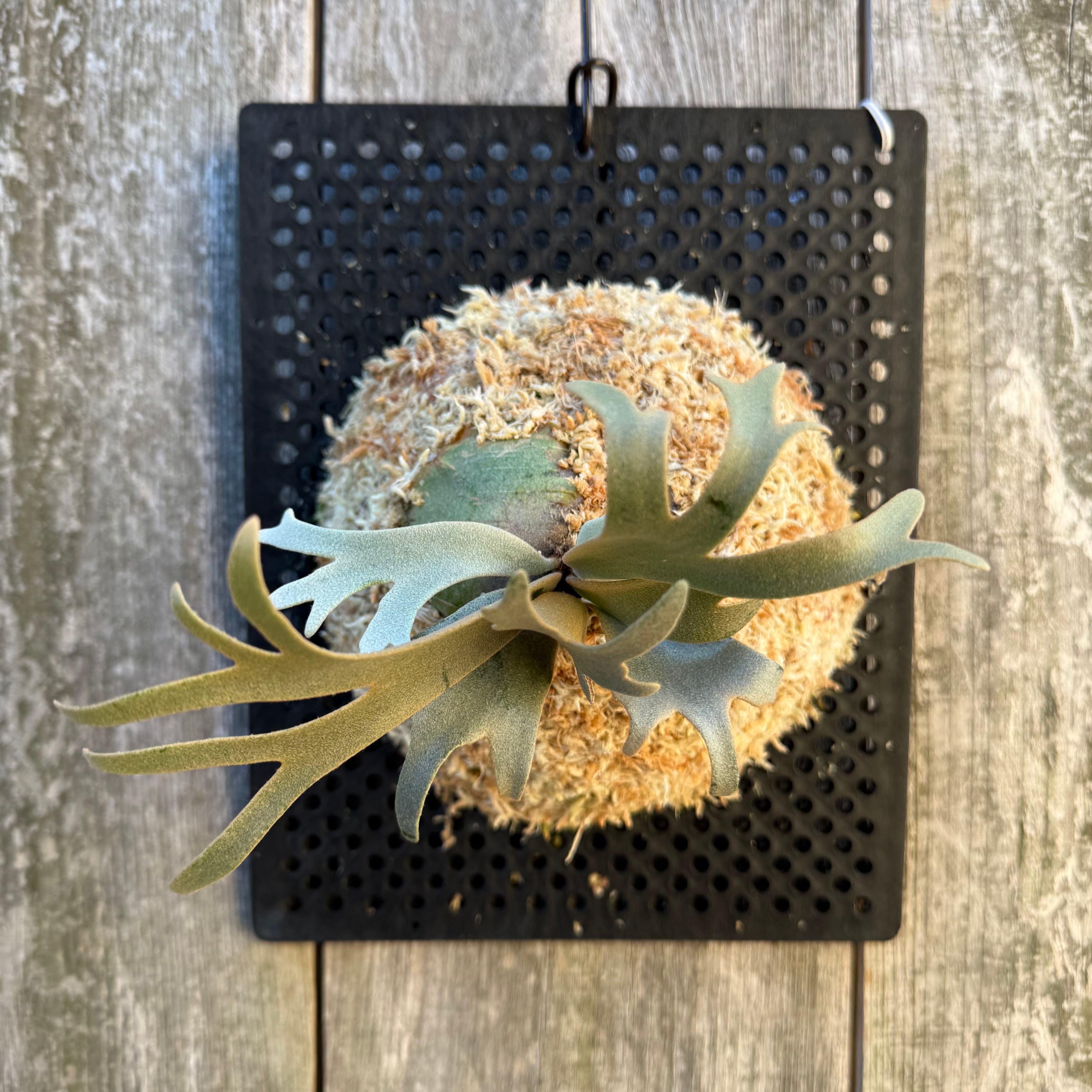 P. willinckii watchara sporelings dwarf (pup) | naturefix