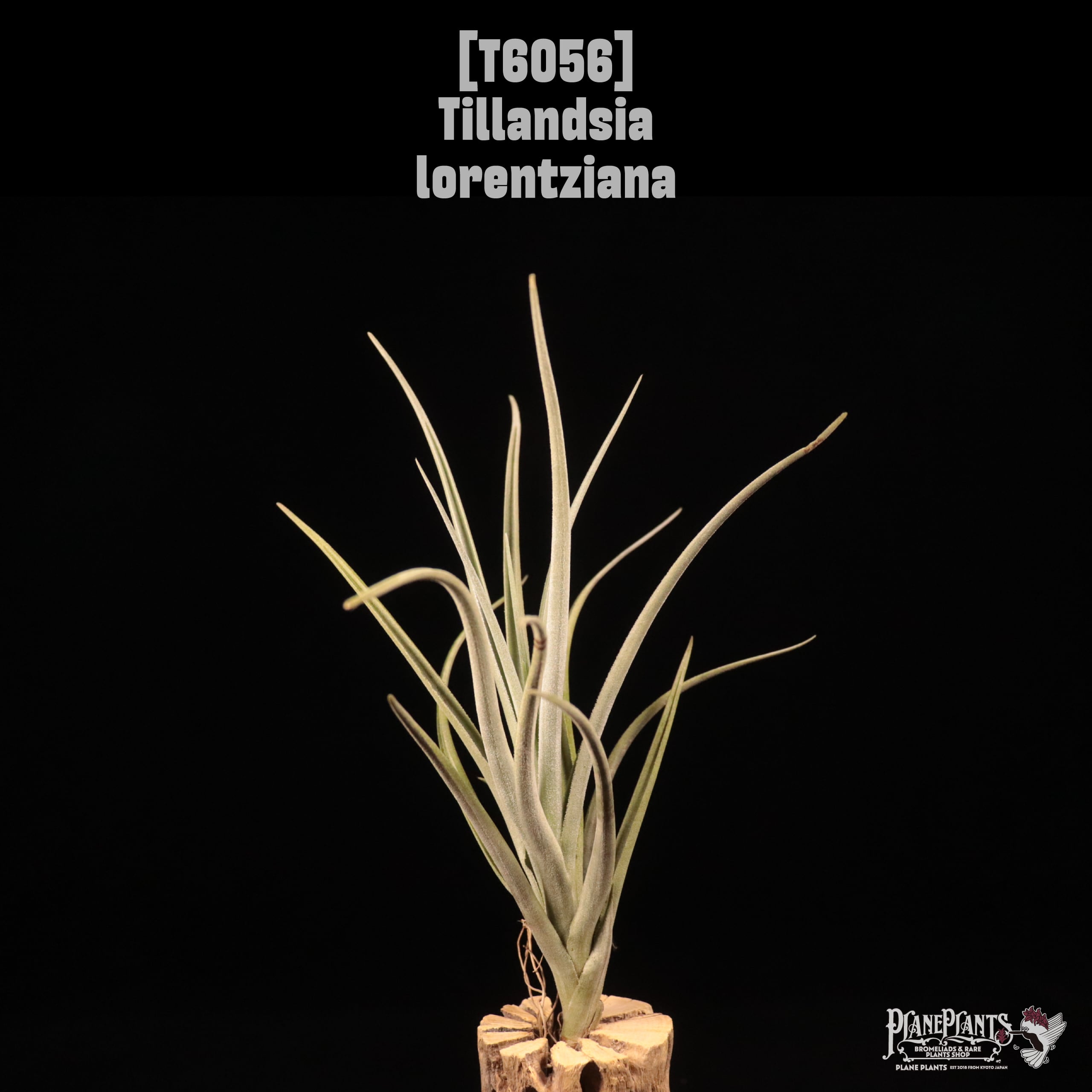 Tillandsia lorentziana〔ティランジア〕T6056
