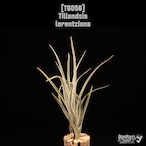 Tillandsia lorentziana〔ティランジア〕T6056