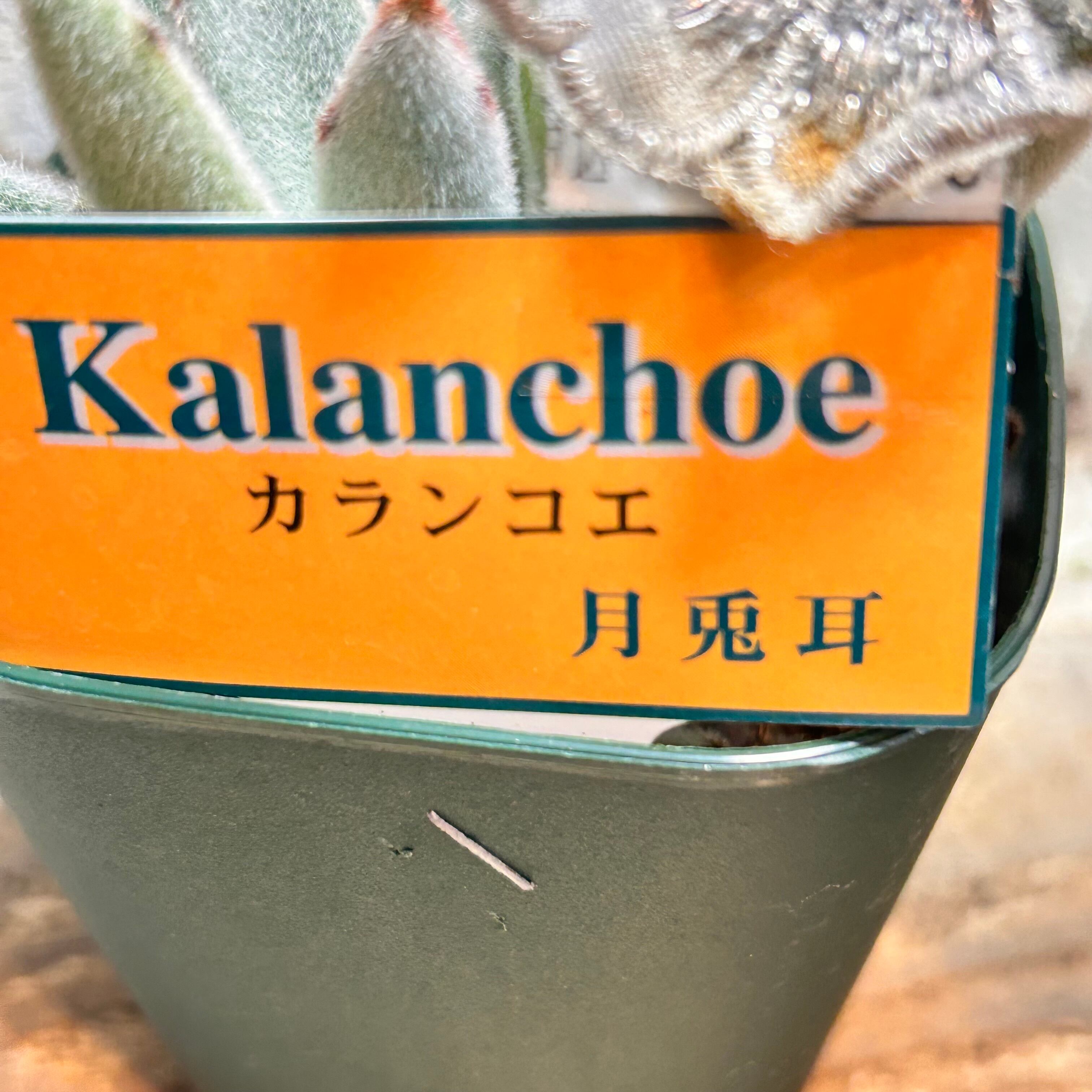 月兎耳 | RuPo 多肉植物専門店