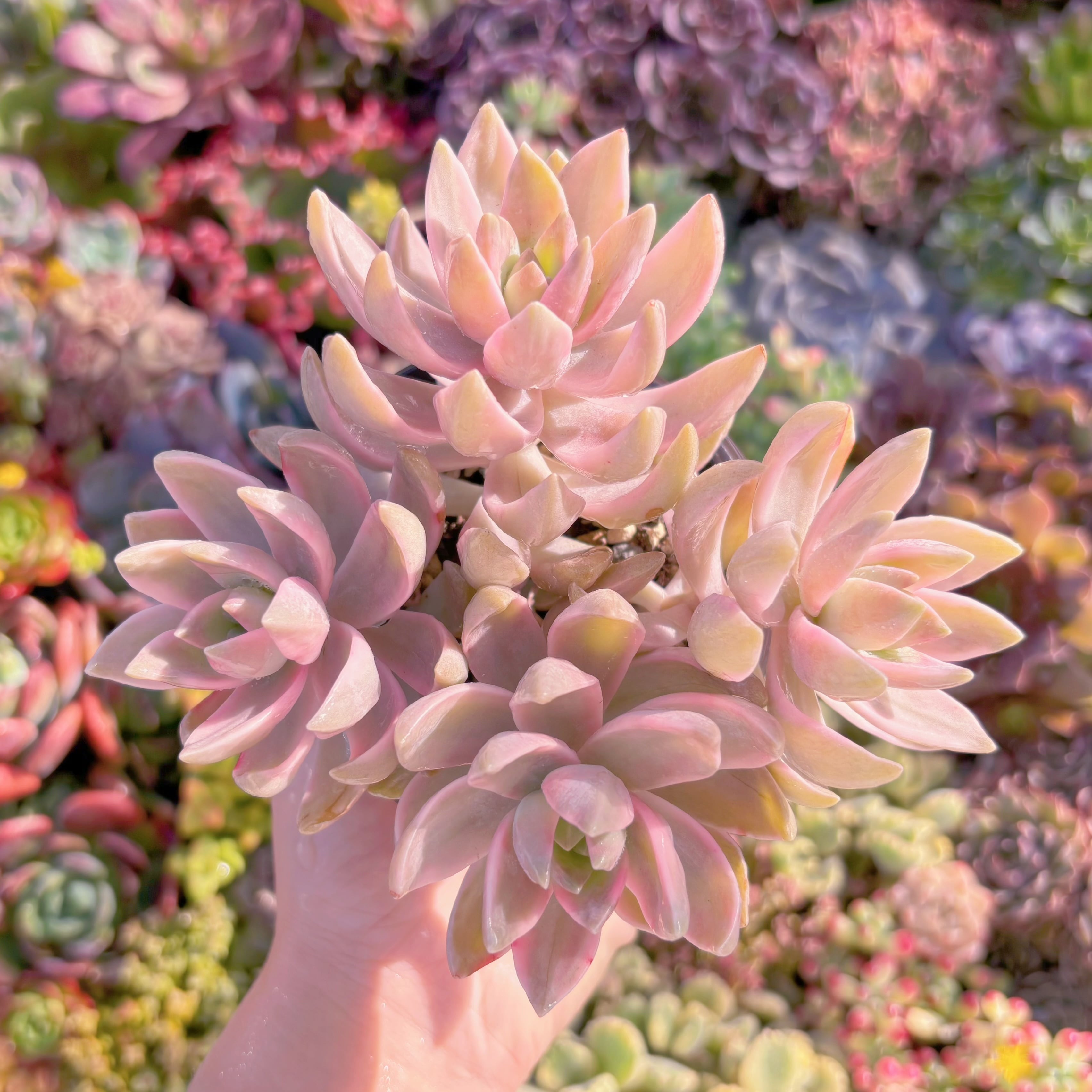 現品　淡羽錦#M283　群生　るる農園