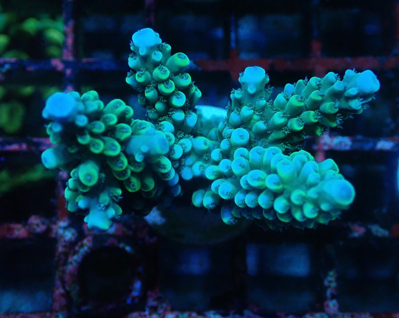 【寒水Breed】Acropora Nasta 素潜りセレクト