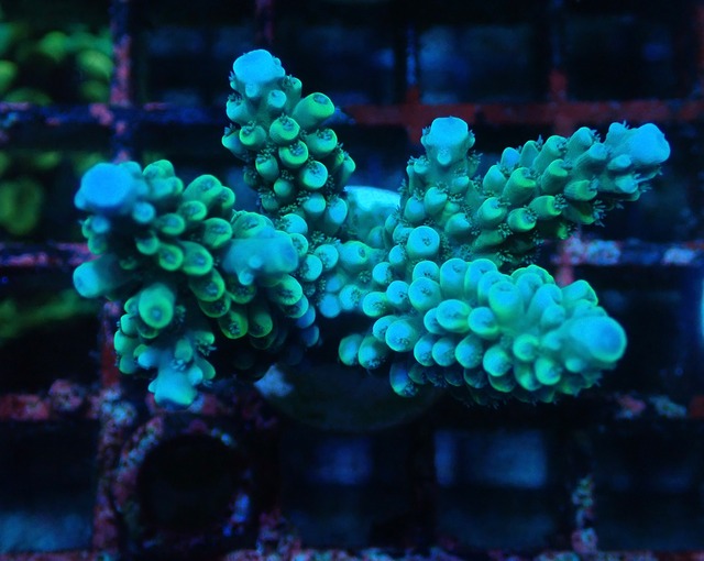 【寒水Breed】Acropora Nasta 素潜りセレクト