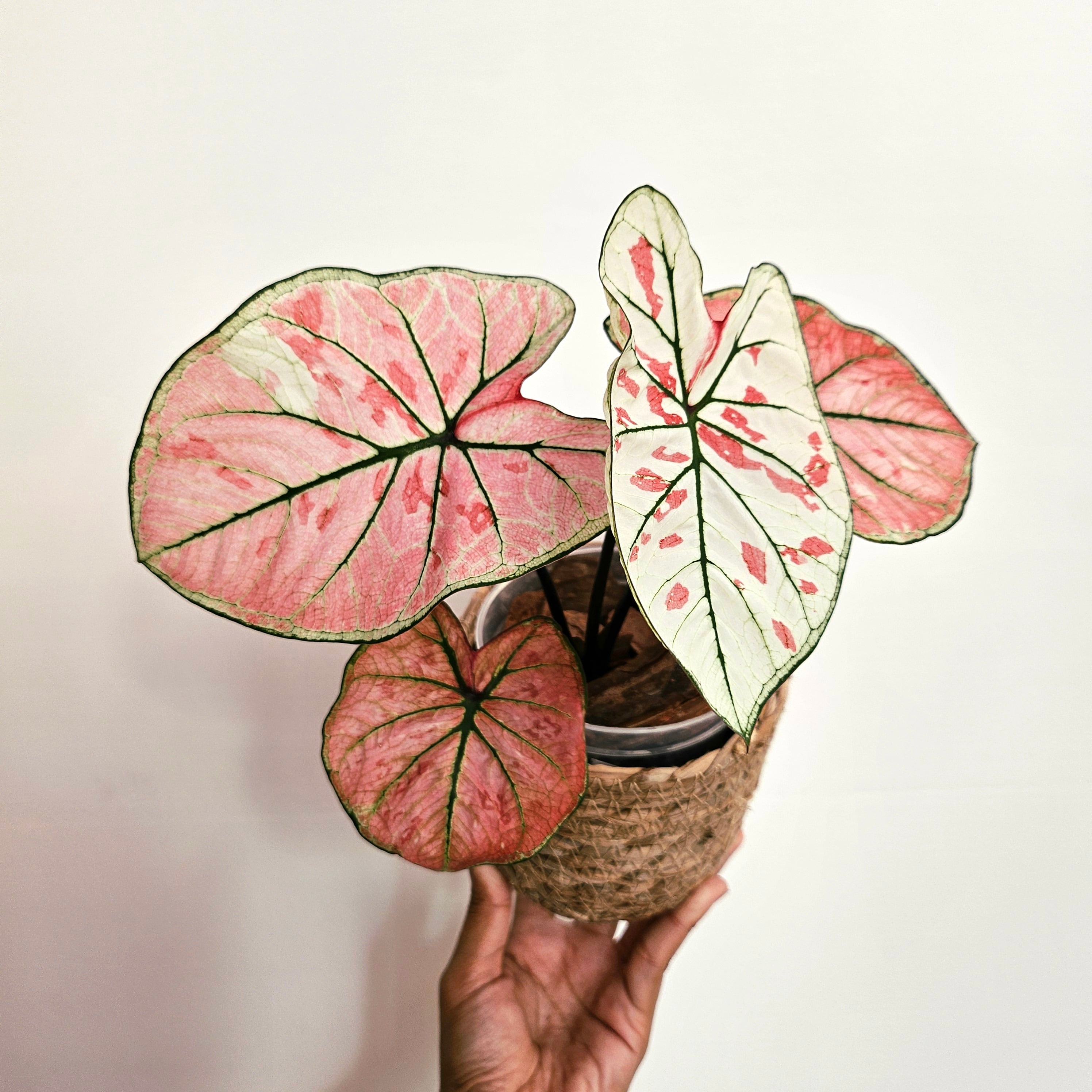 Caladium カラジウム 》That·Bang·Kaew 観葉植物 葉色 アロイド