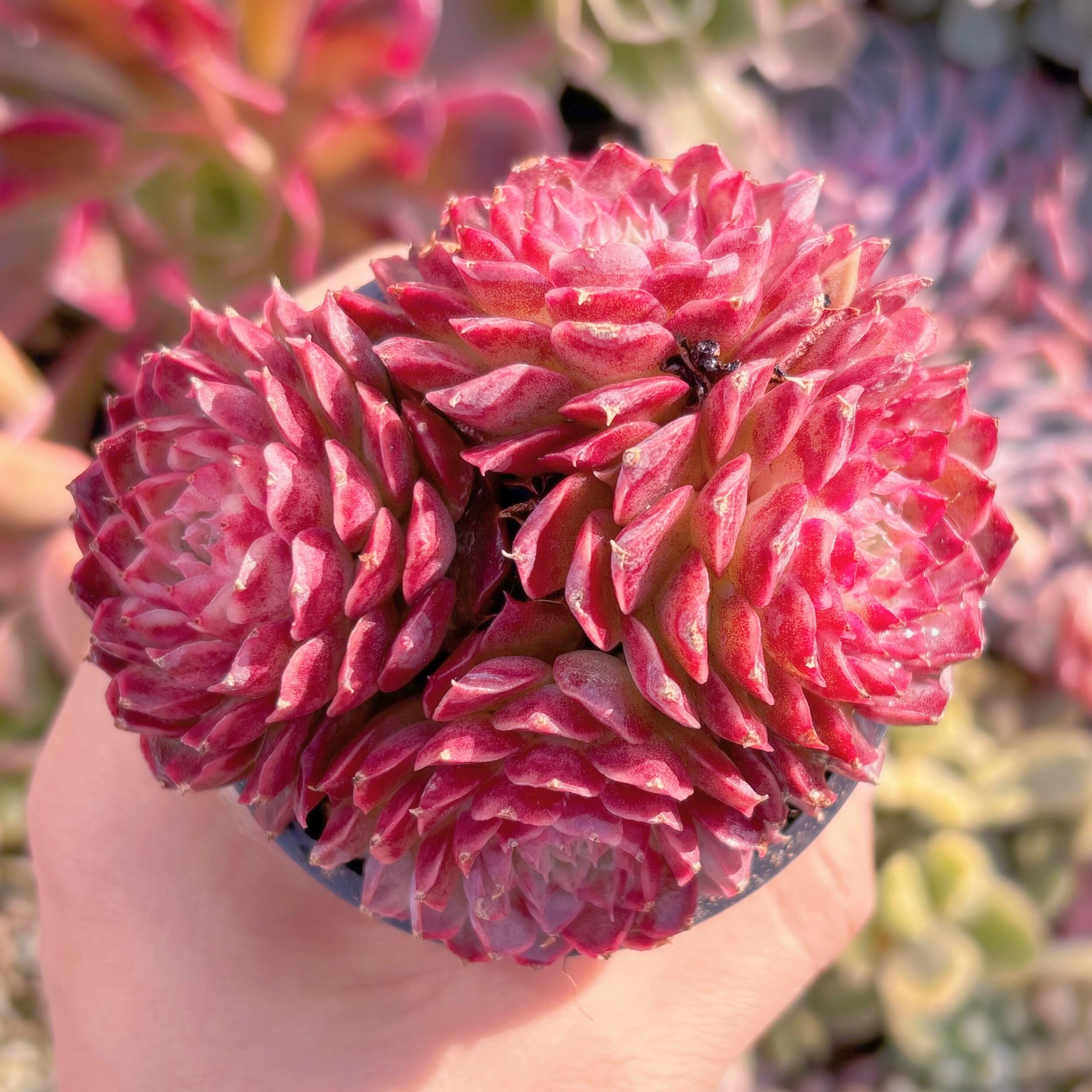 現品　朱砂痣#805　群生　るる農園