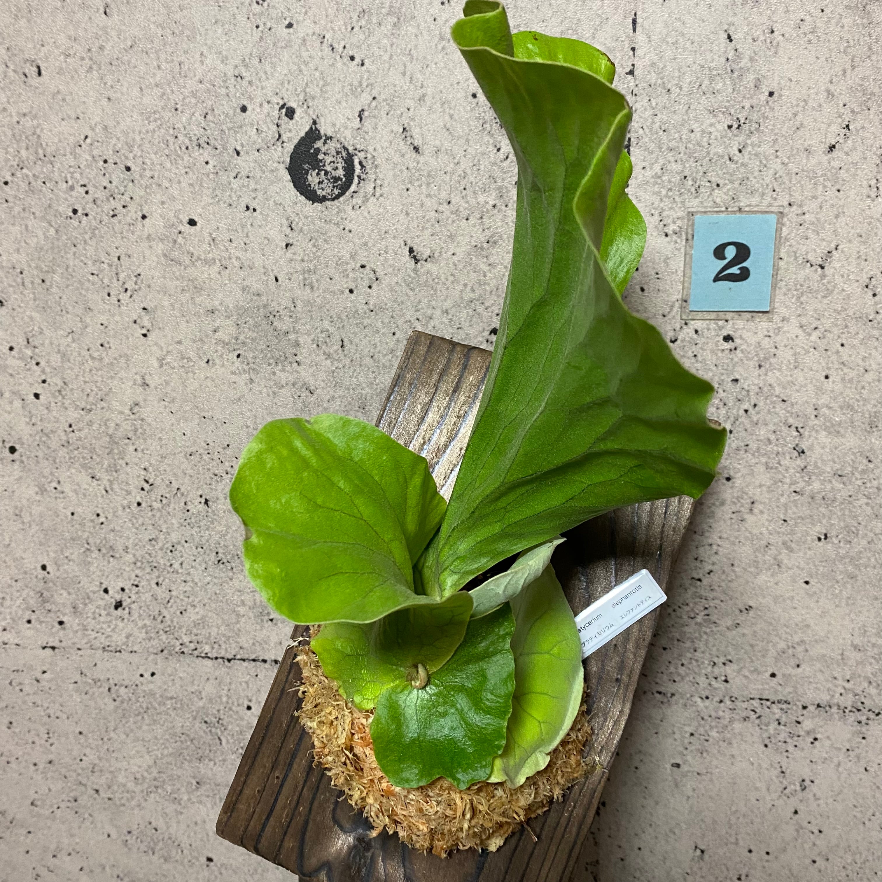 ビカクシダ アンゴレンセ エレファントティス 2面 - 植物/観葉植物