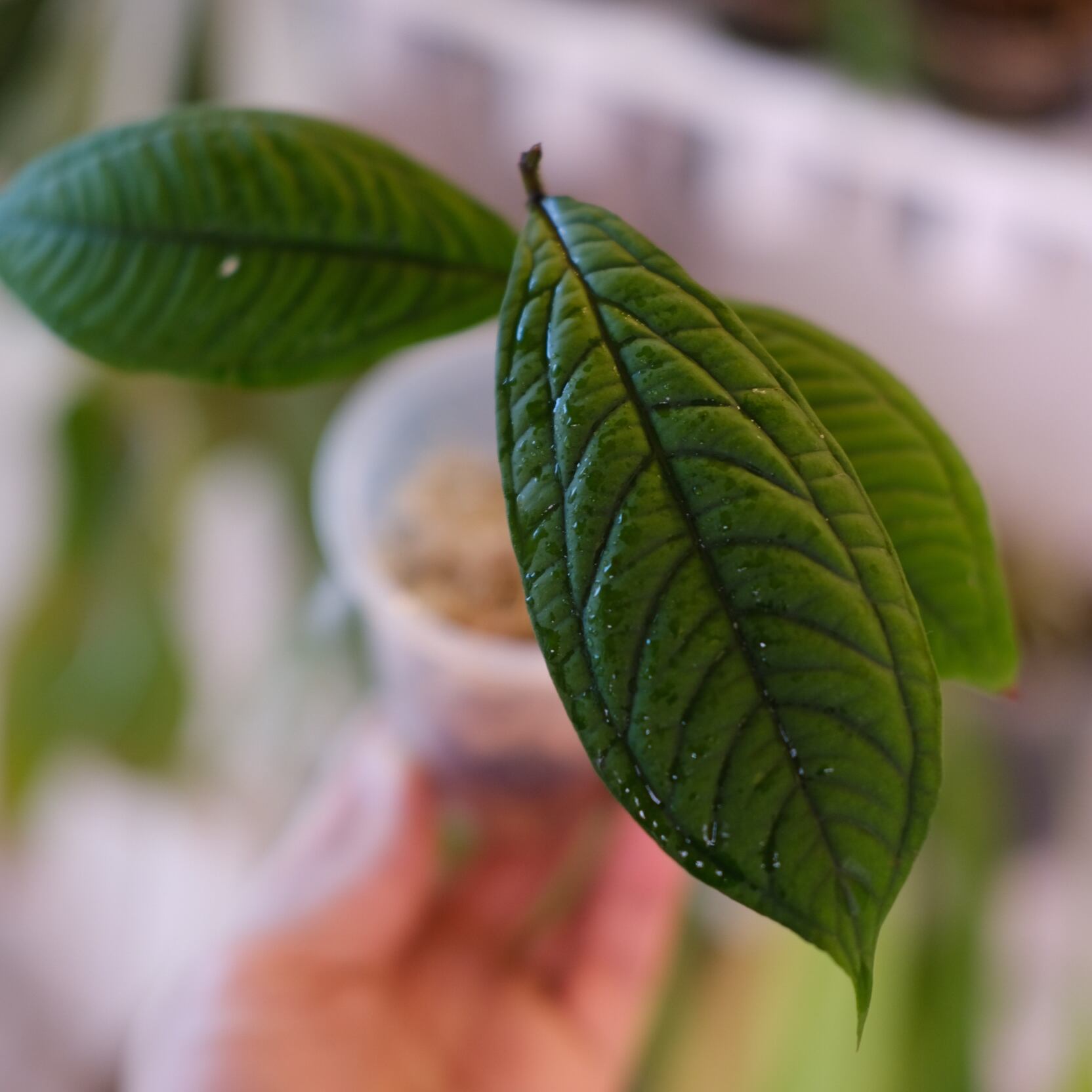 Syzygium jiewhoei｜シジギウム ジエホエイ②｜希少フトモモ科植物