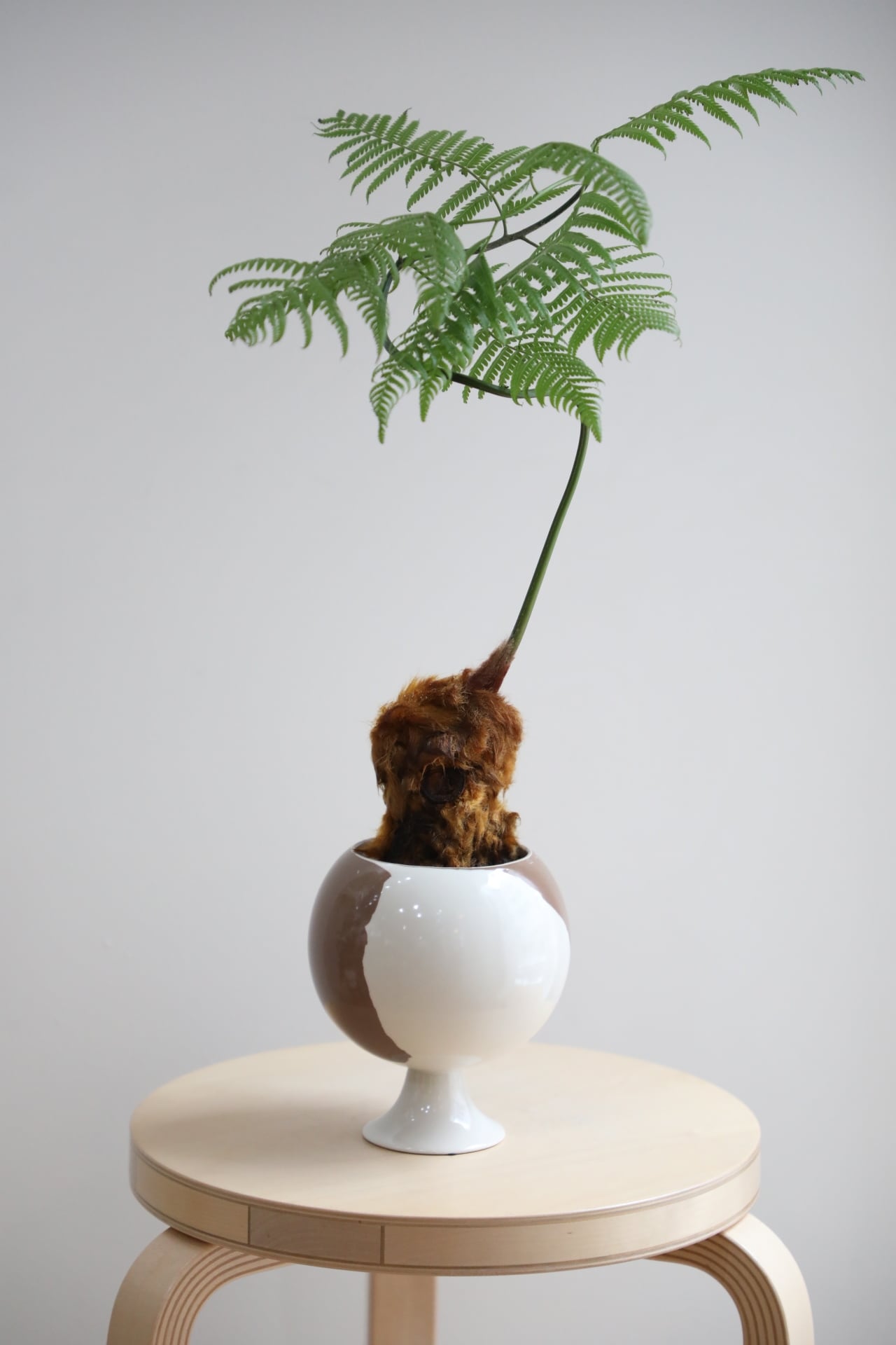 M】金毛狗-キンモウコウ-/Golden chicken fern | 【厳選植物・器